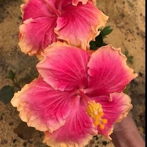 Meet your Posher, Mieah